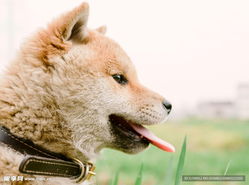 吐舌柴犬的惬意瞬间