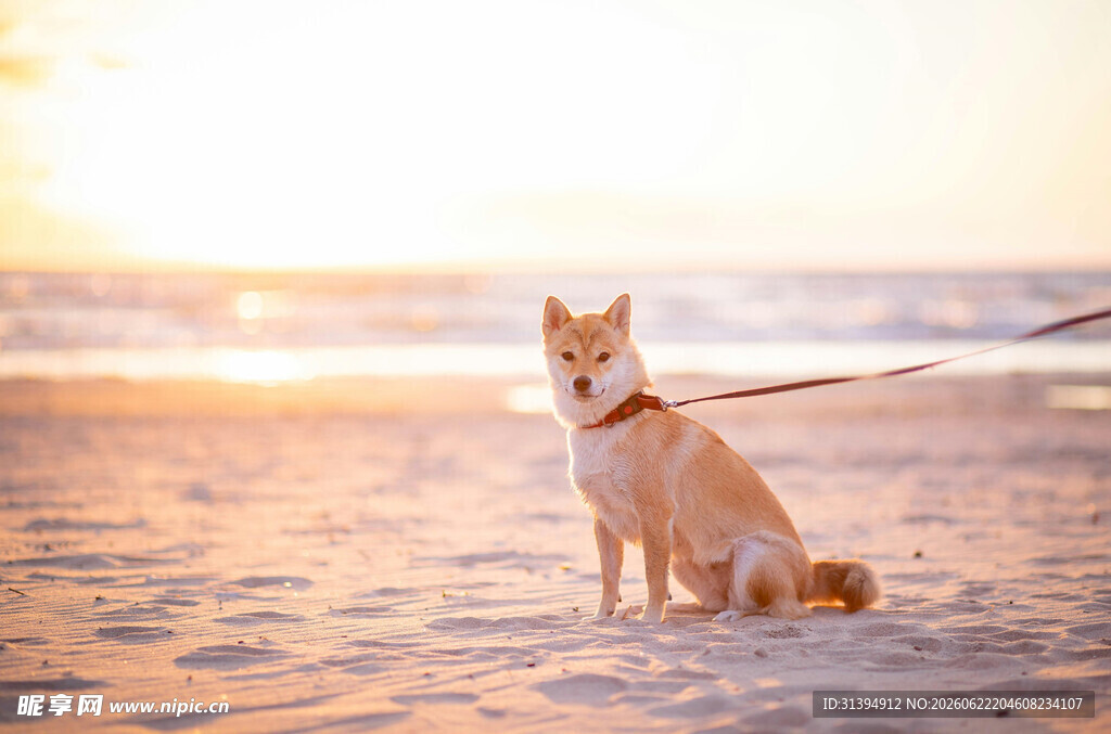 沙滩上的可爱拴绳柴犬