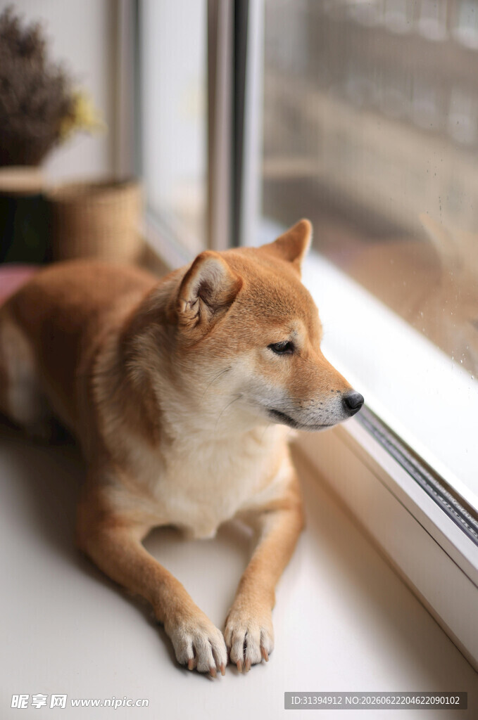 窗边趴卧的可爱柴犬
