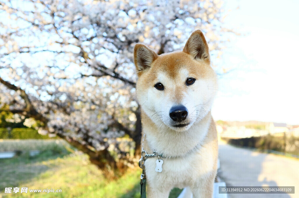 樱花树下的可爱柴犬