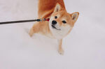 雪地中被牵引的可爱柴犬