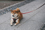 拴绳的可爱柴犬
