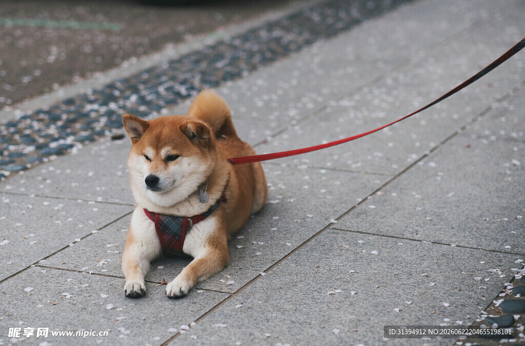 拴绳的可爱柴犬