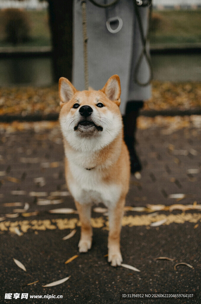 可爱柴犬站在户外小路