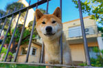 栅栏边可爱的柴犬