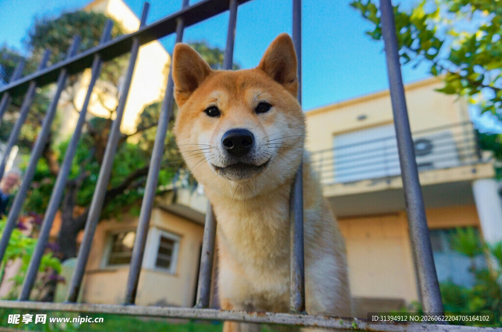 栅栏边可爱的柴犬
