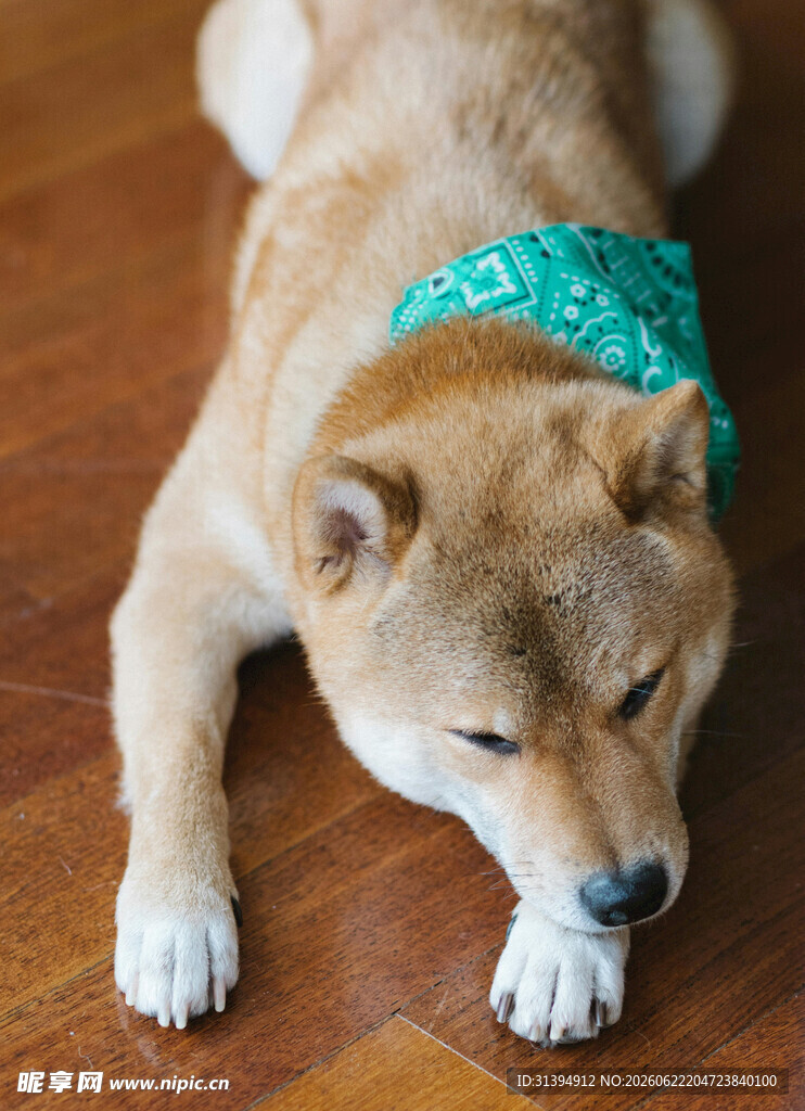 趴着的柴犬戴绿色头巾