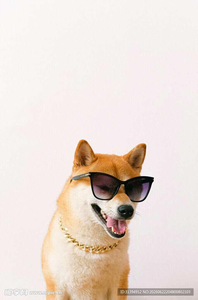 戴墨镜的时尚柴犬