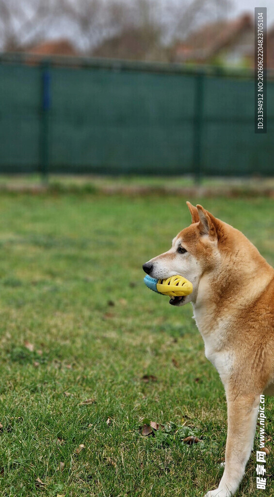 柴犬草地叼球玩耍