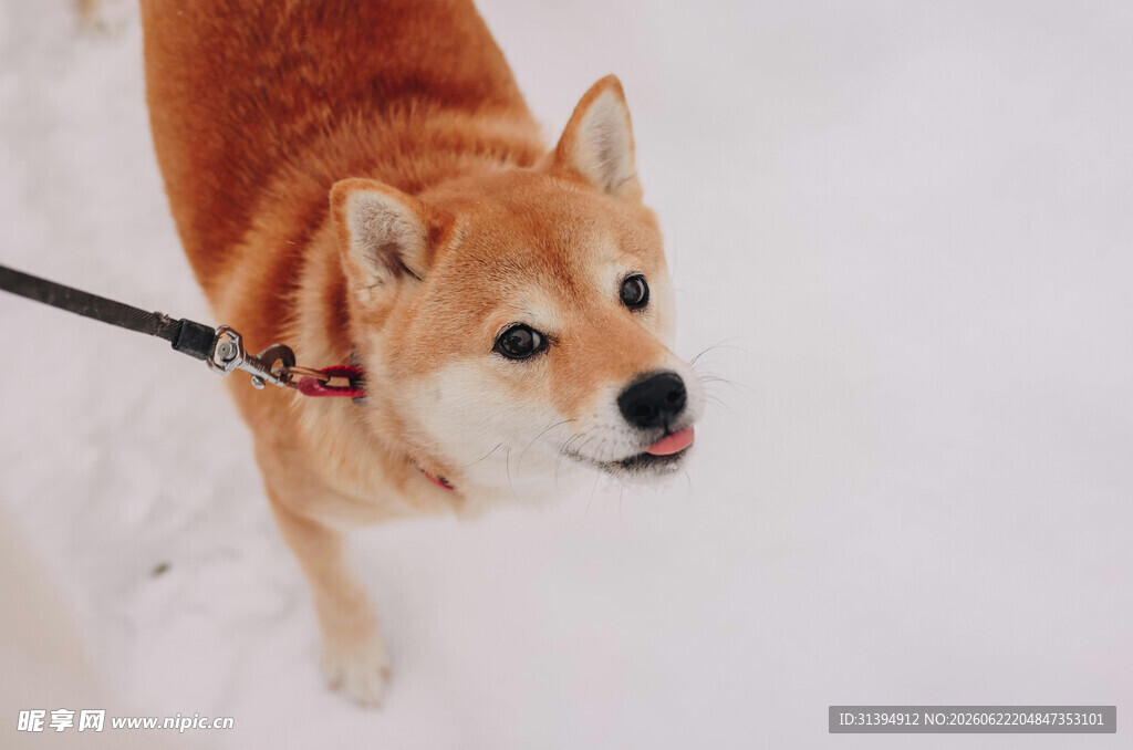 雪地中被牵引的可爱柴犬