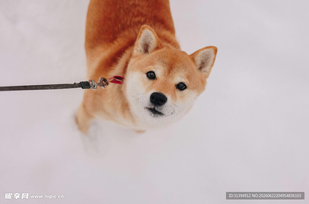雪地中被牵引绳牵着的柴犬
