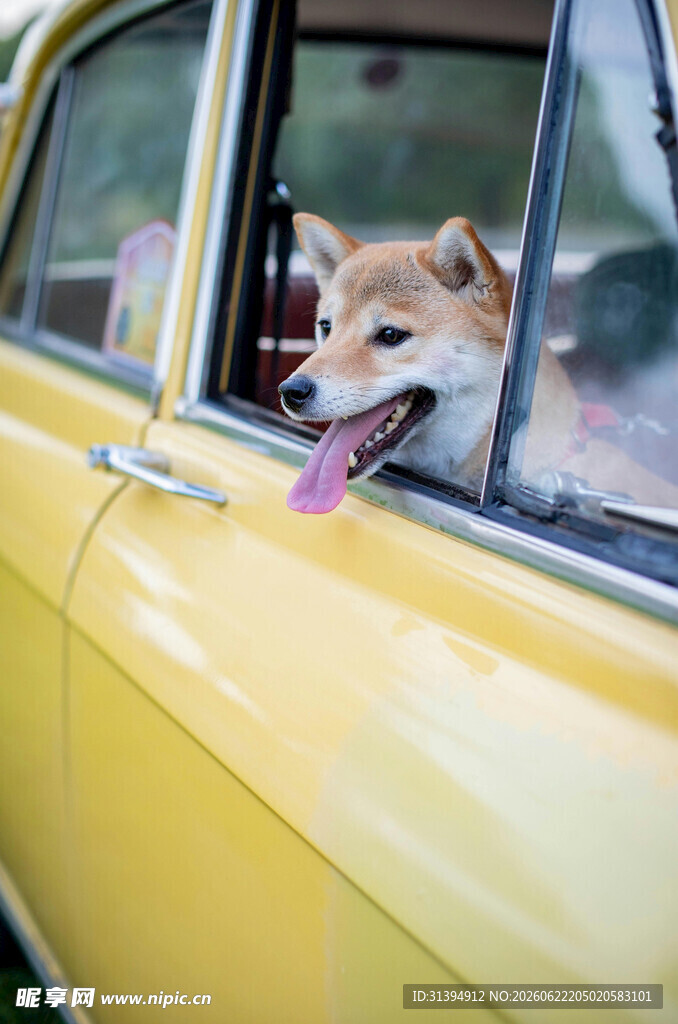 车内探出头的可爱柴犬