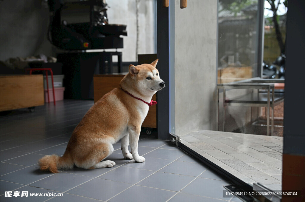 窗边静卧的柴犬