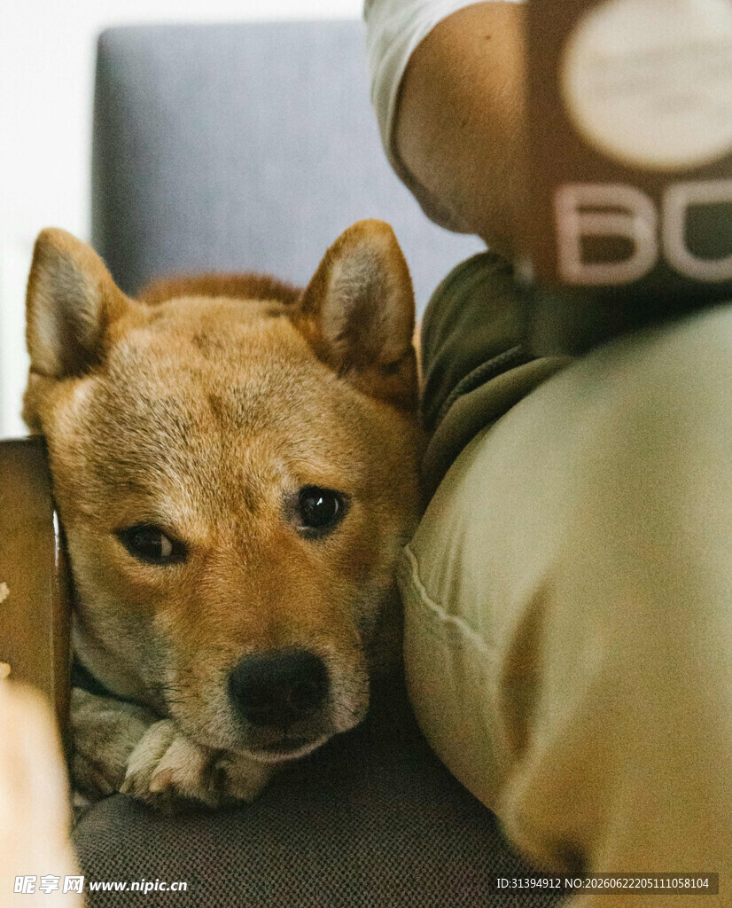 依偎在旁的可爱柴犬