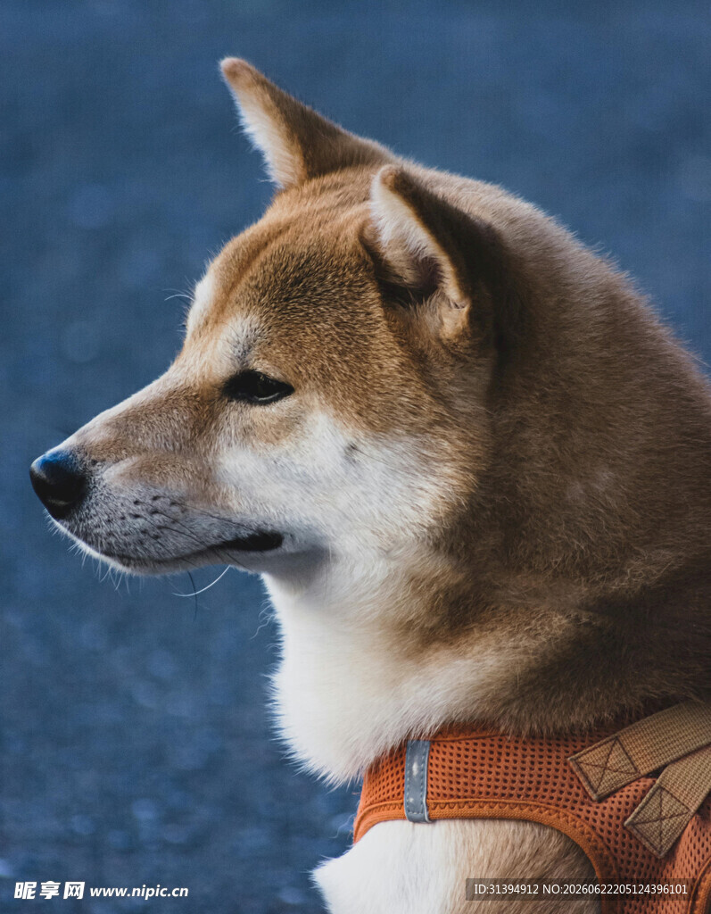 帅气柴犬穿橙色衣物