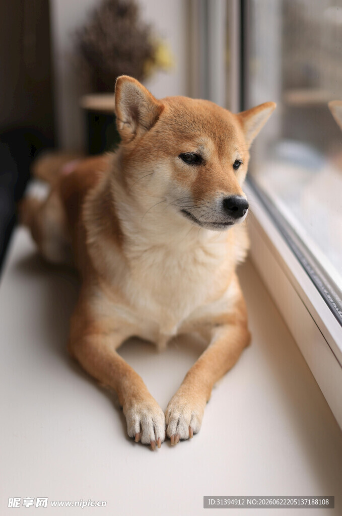 窗边趴着的可爱柴犬