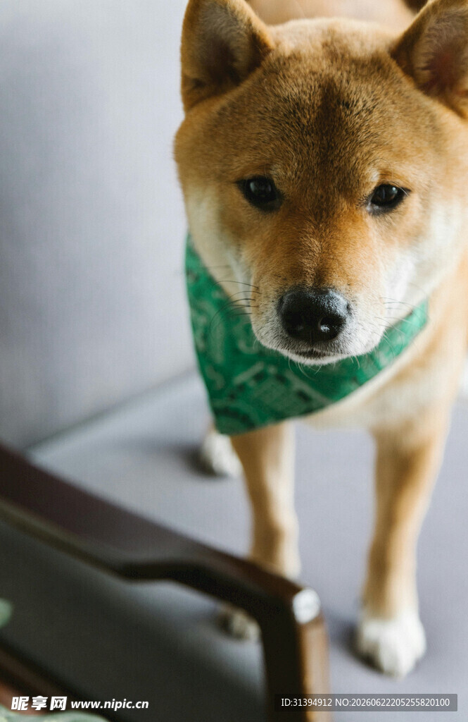 戴绿围巾的可爱柴犬