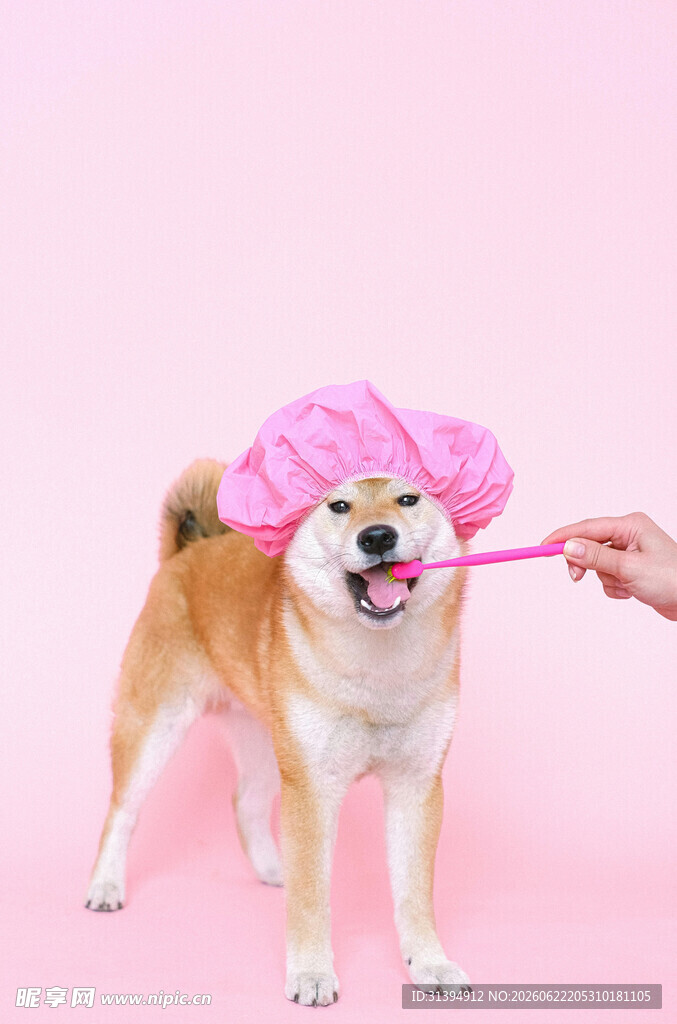 戴粉帽刷牙的可爱柴犬