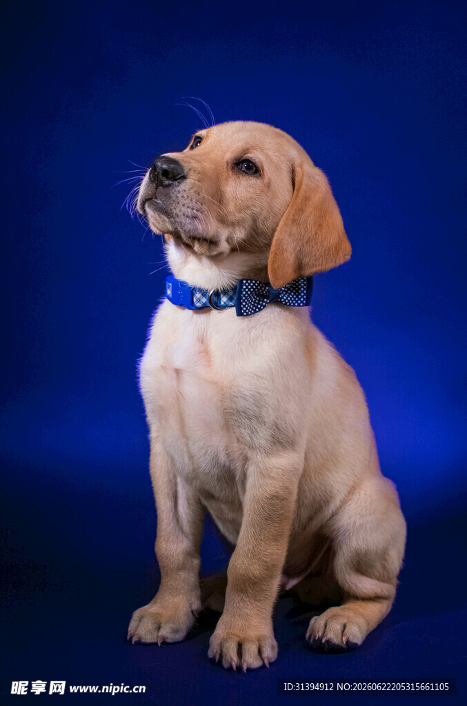 可爱拉布拉多幼犬端坐