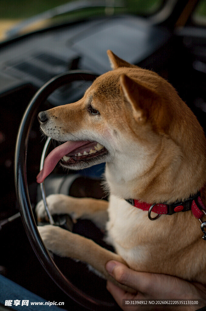 柴犬驾车卖萌超可爱
