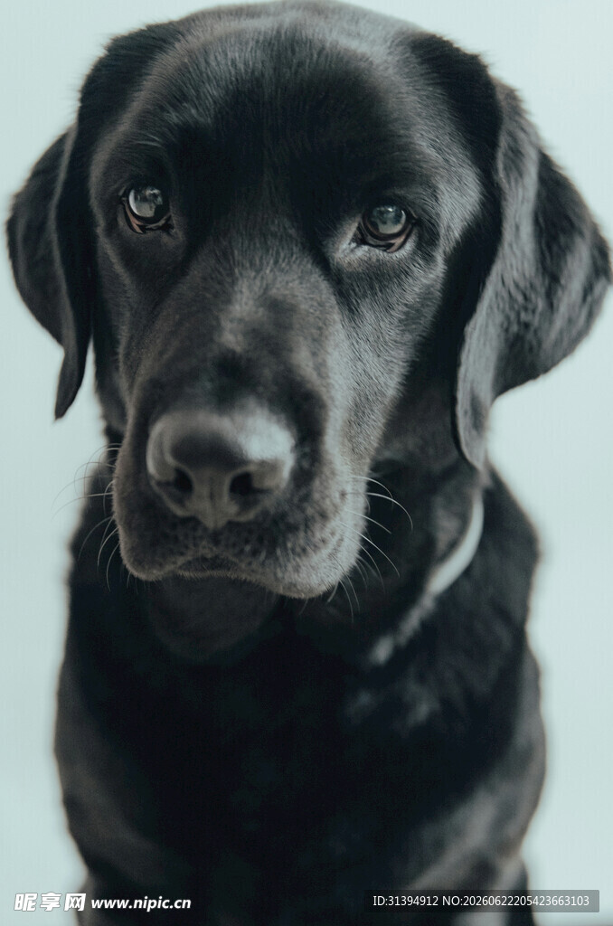可爱黑拉布拉多犬特写