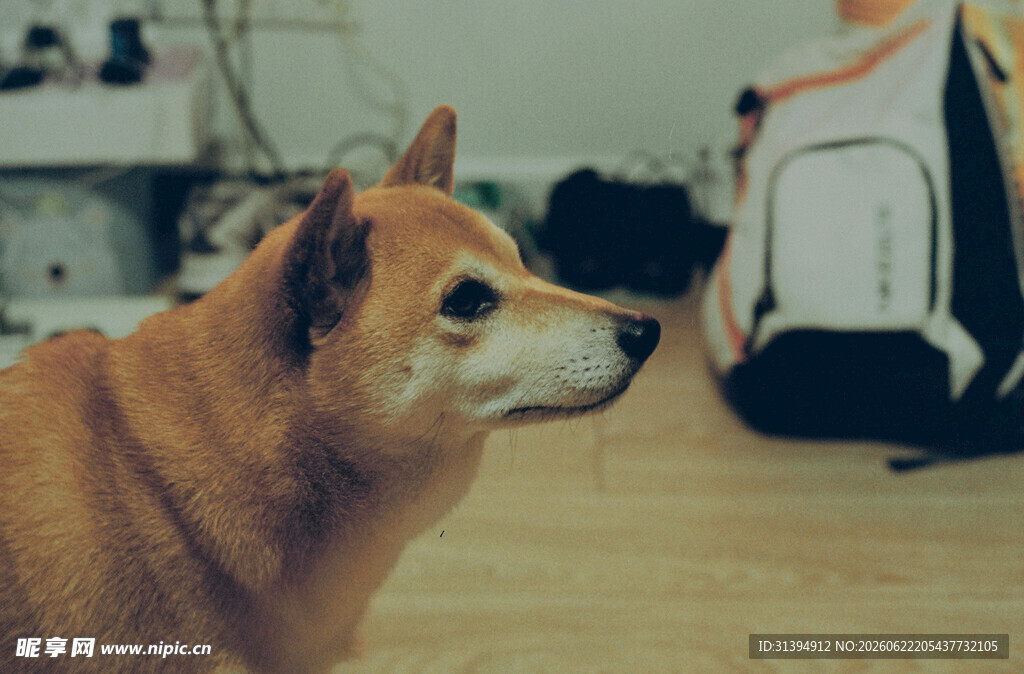 可爱柴犬室内安静凝望