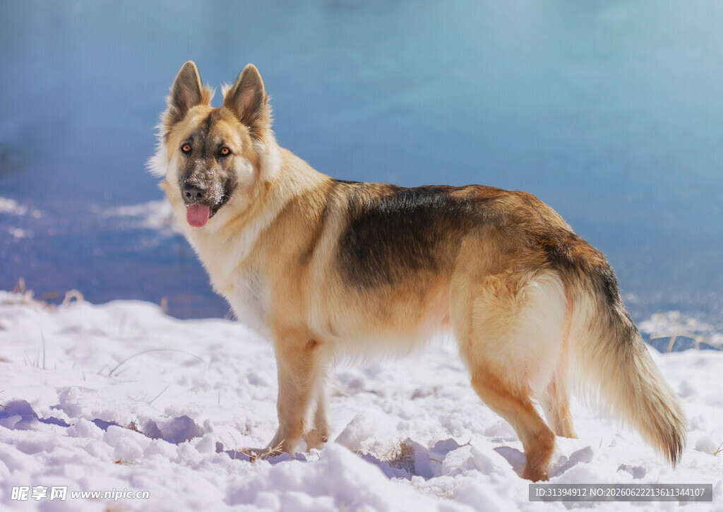 雪地中的德国牧羊犬