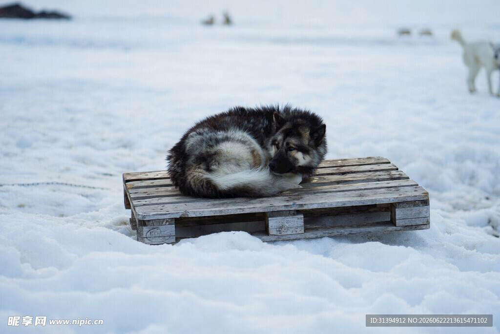 雪地木板上蜷卧的狗狗