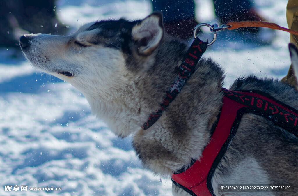 雪地中的哈士奇雪橇犬