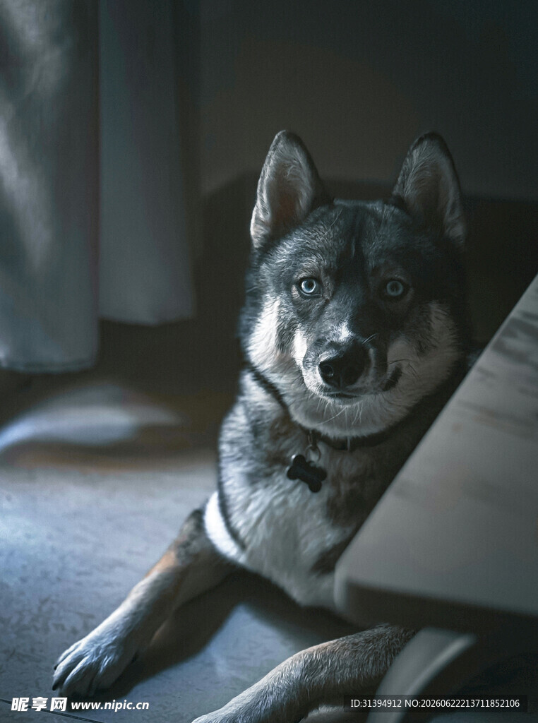 趴着的帅气德国牧羊犬