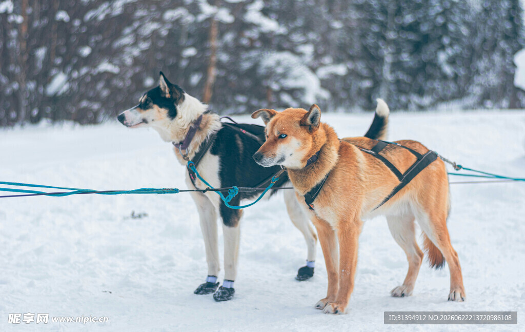 雪地中的两只拉雪橇犬