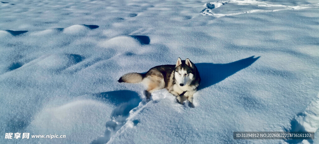 雪地中的小狗