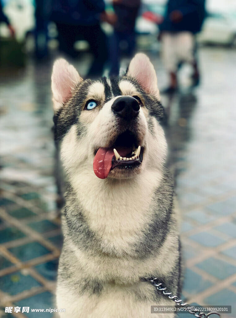 可爱哈士奇张嘴吐舌