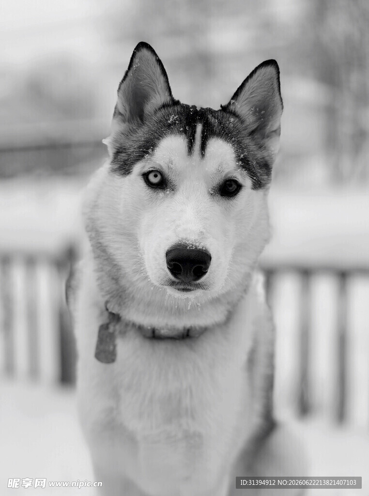 雪地中的帅气哈士奇