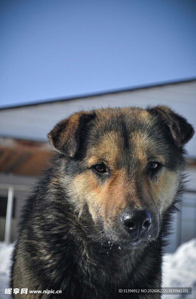 雪地中的混种犬