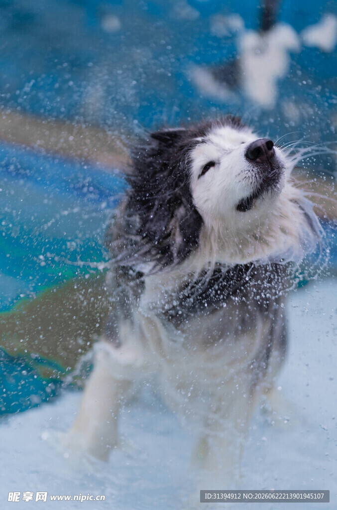 阿拉斯加犬在雪地嬉戏