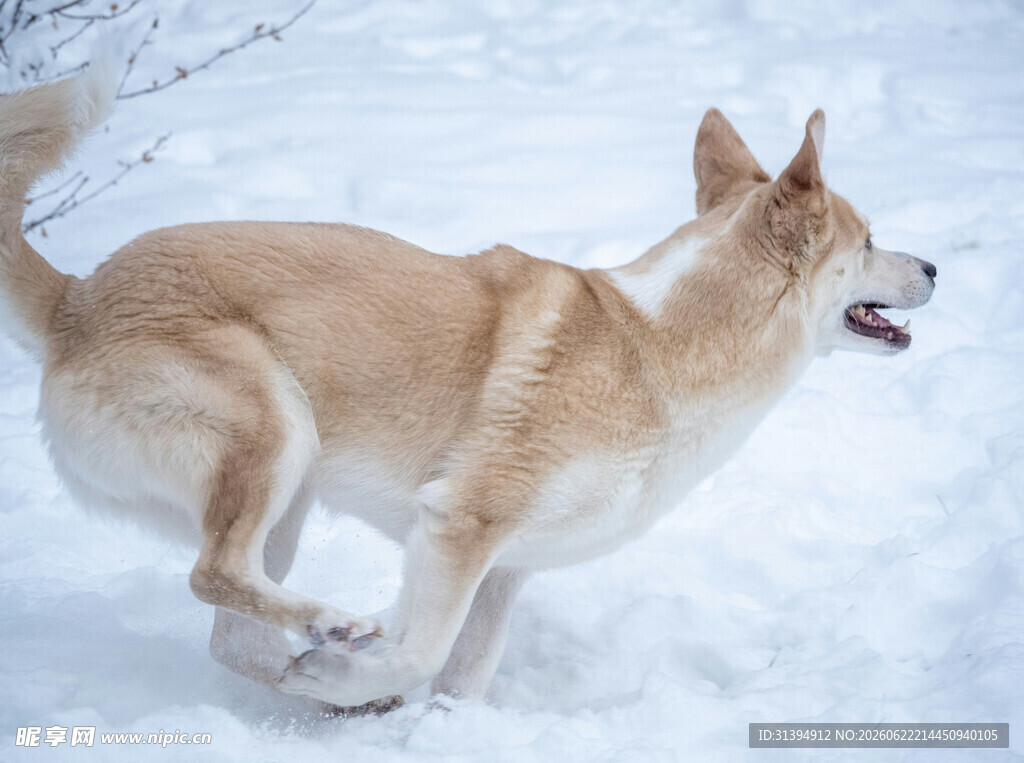 雪地中奔跑的快乐狗狗