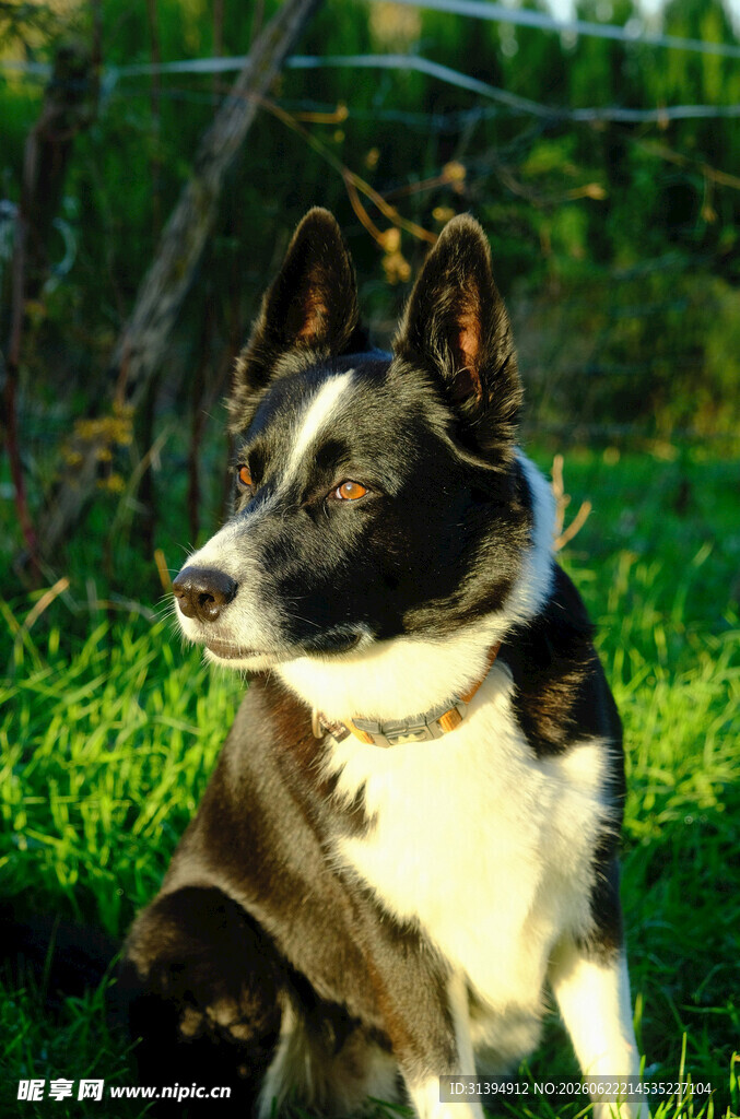 草地上的黑白相间宠物犬