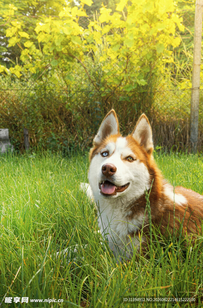 草地上的开心柴犬