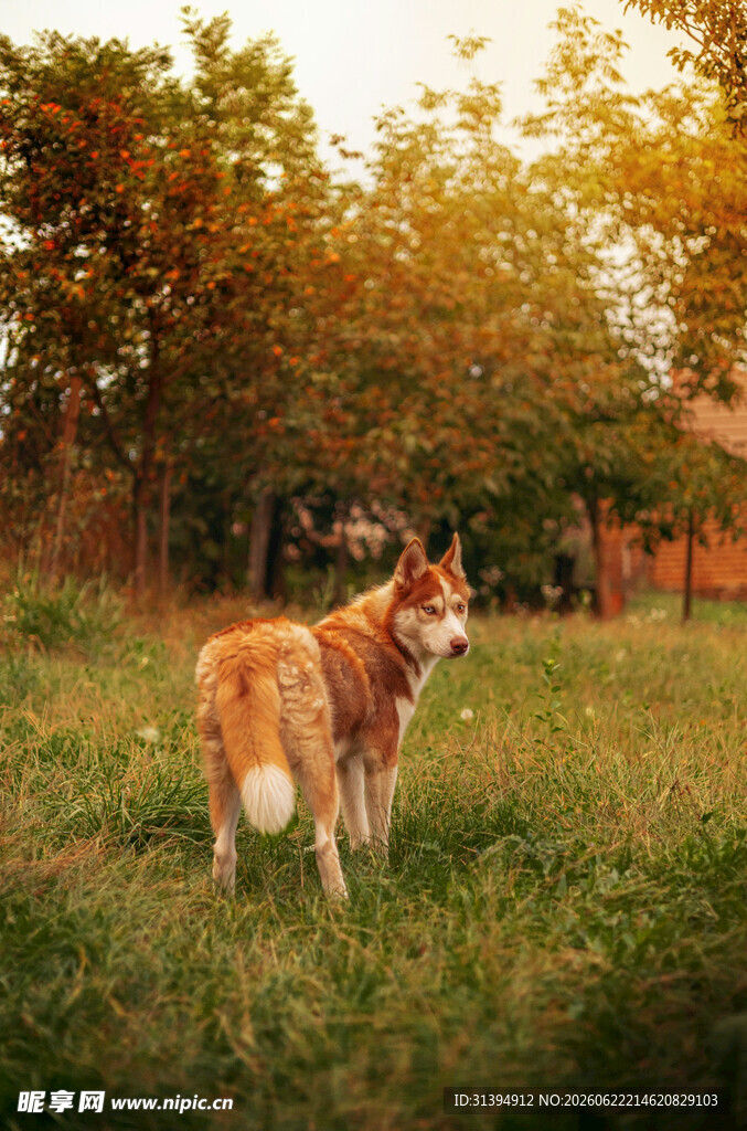 草地上的可爱柯基犬