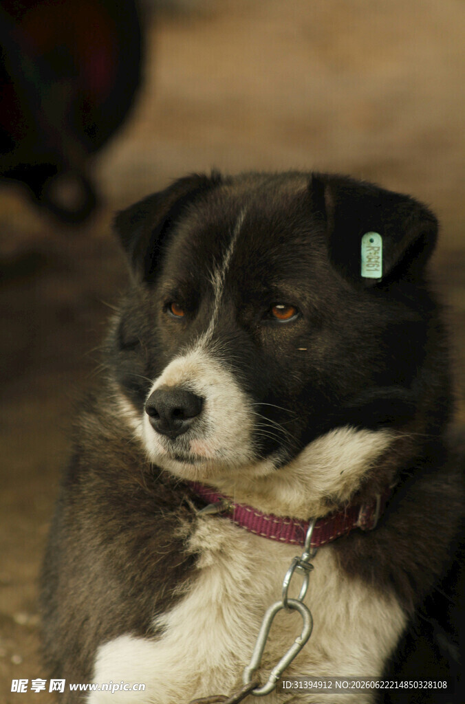 黑白相间带耳标的宠物犬