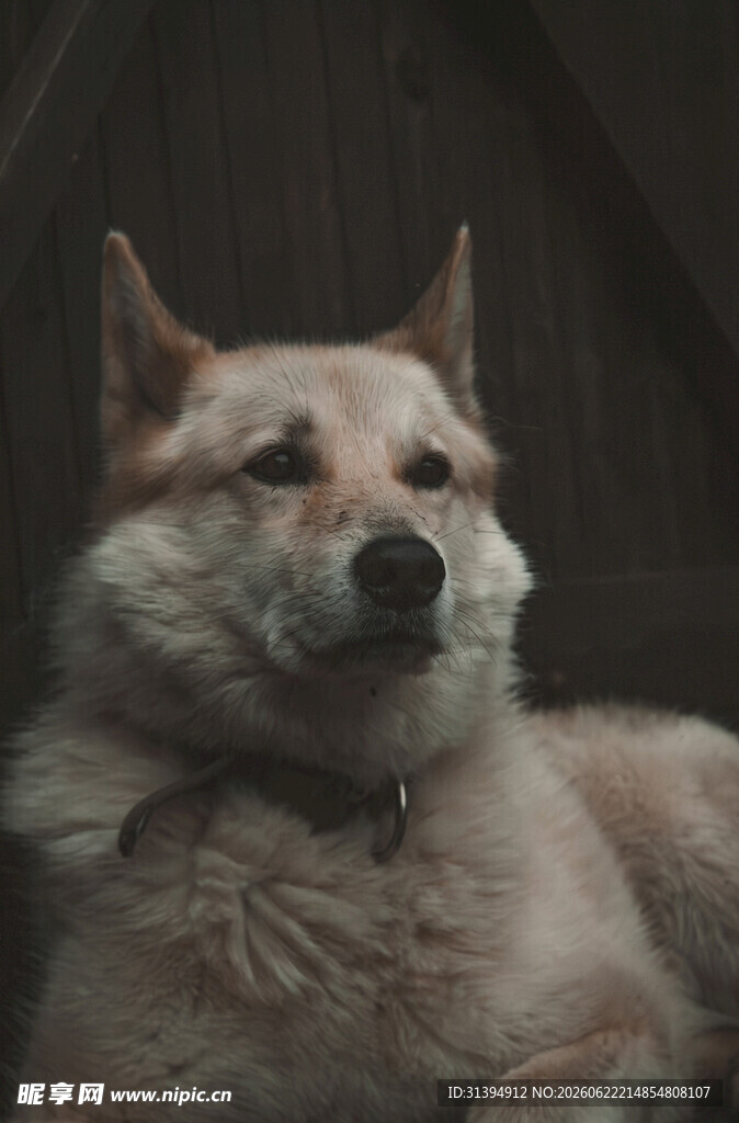 可爱柴犬惬意躺卧