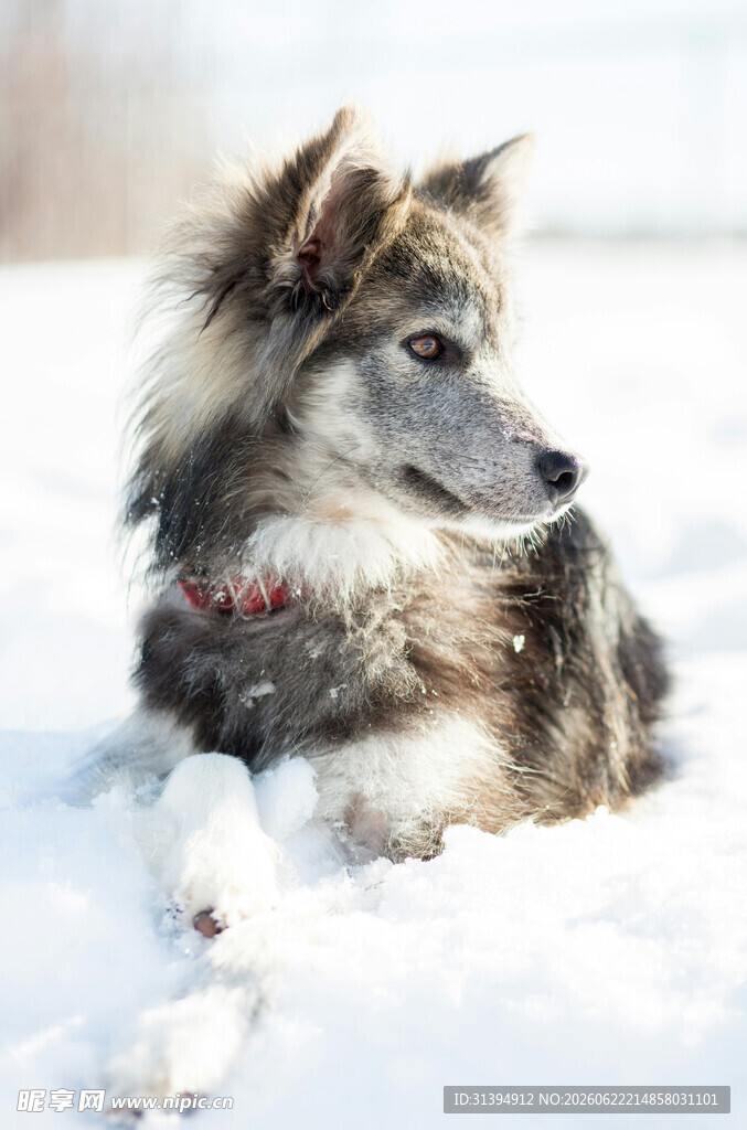 雪地中的长毛犬
