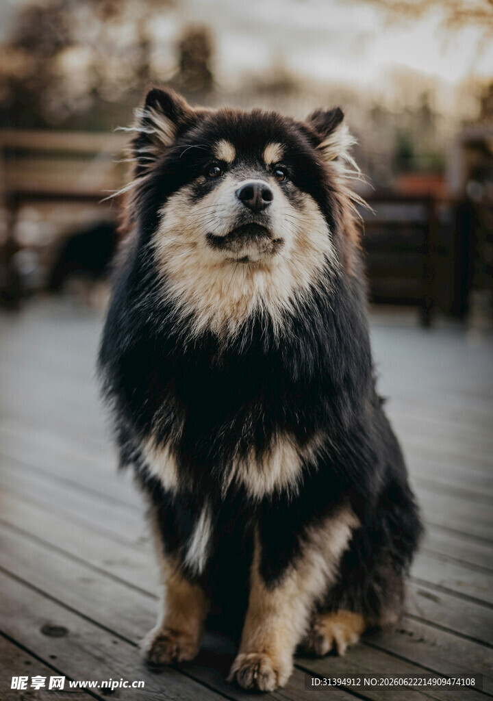 可爱长毛犬坐于木质平台