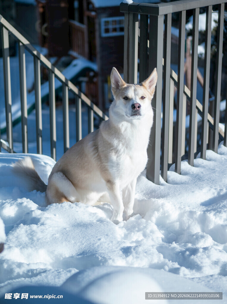 雪地中乖巧坐着的小狗