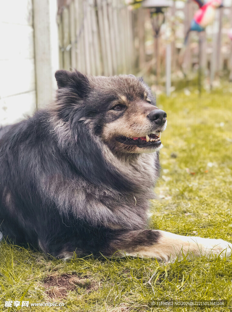 草地上休憩的长毛犬
