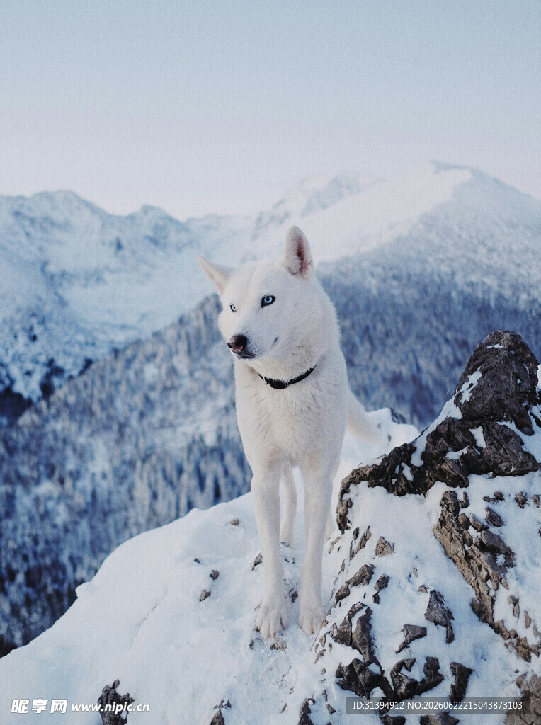 雪山顶的白色狗狗