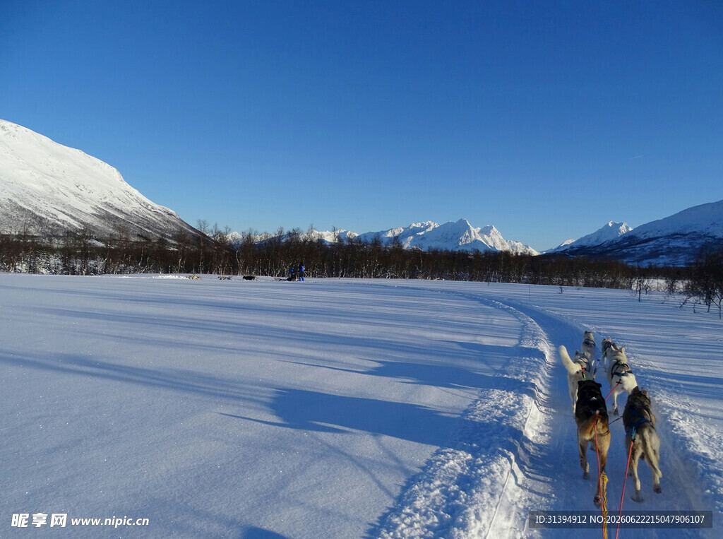 雪地狗拉雪橇旅行场景