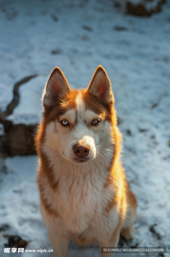 雪地中的哈士奇