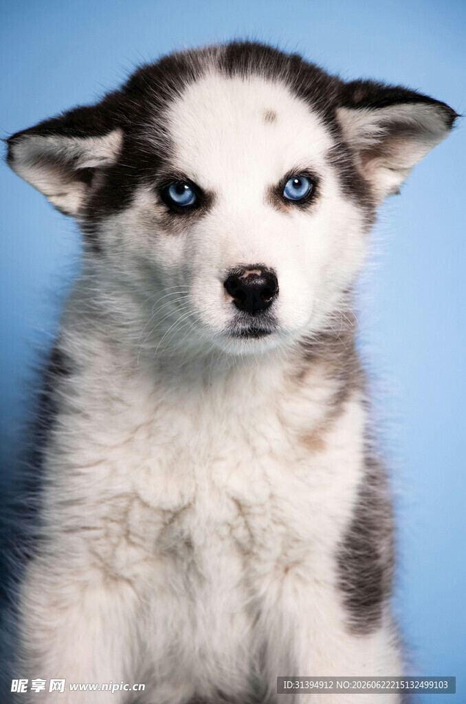 蓝眼哈士奇幼犬